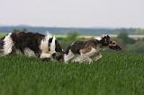 BARZOI 118